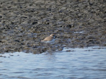 2022年2月2日(水) 葛西海浜公園の野鳥観察記録