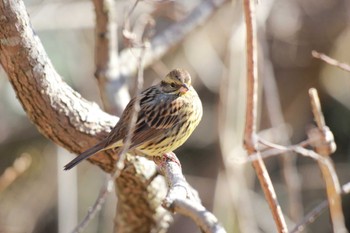 Masked Bunting 市川市 Sun, 1/29/2023