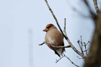 Hawfinch 福岡県 Sun, 2/17/2013