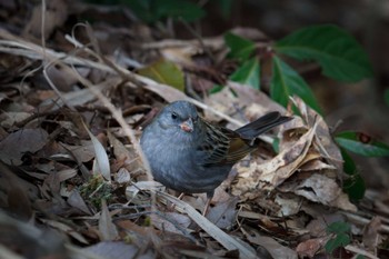 Grey Bunting 福岡県 Sun, 2/17/2013