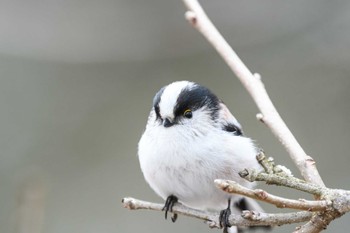 Long-tailed Tit 安曇野市 Unknown Date