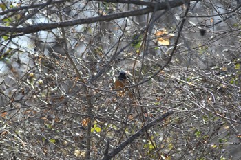 ジョウビタキ 埼玉県 2023年2月5日(日)