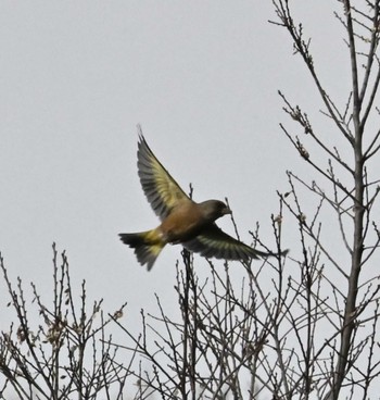 Grey-capped Greenfinch 横浜市金沢区富岡公園 Wed, 2/8/2023