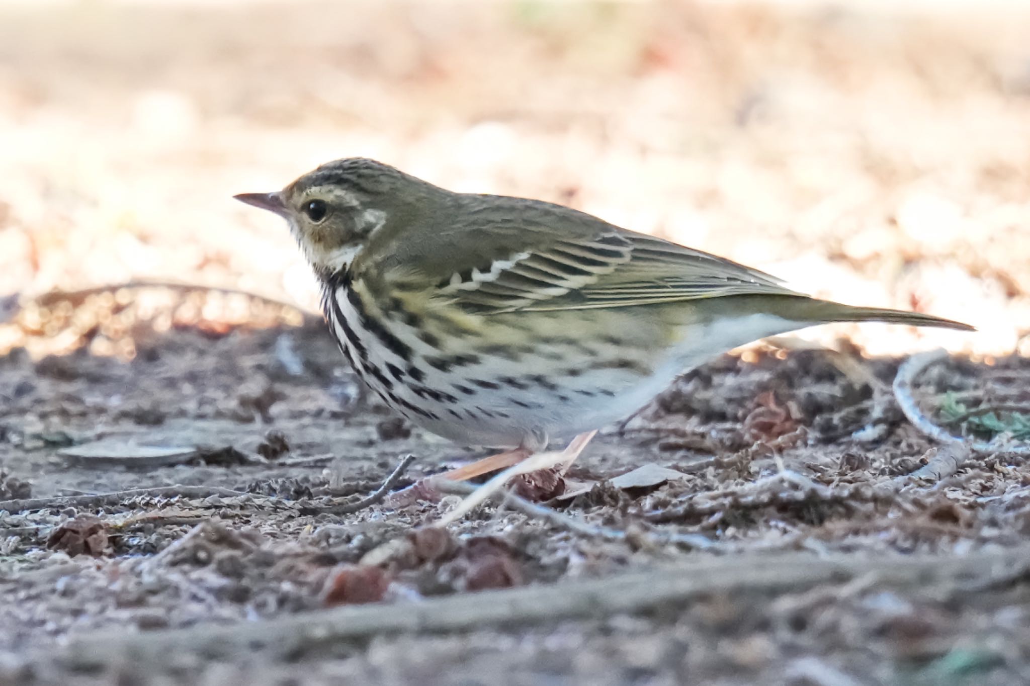 Photo of Olive-backed Pipit at Hikarigaoka Park by アポちん