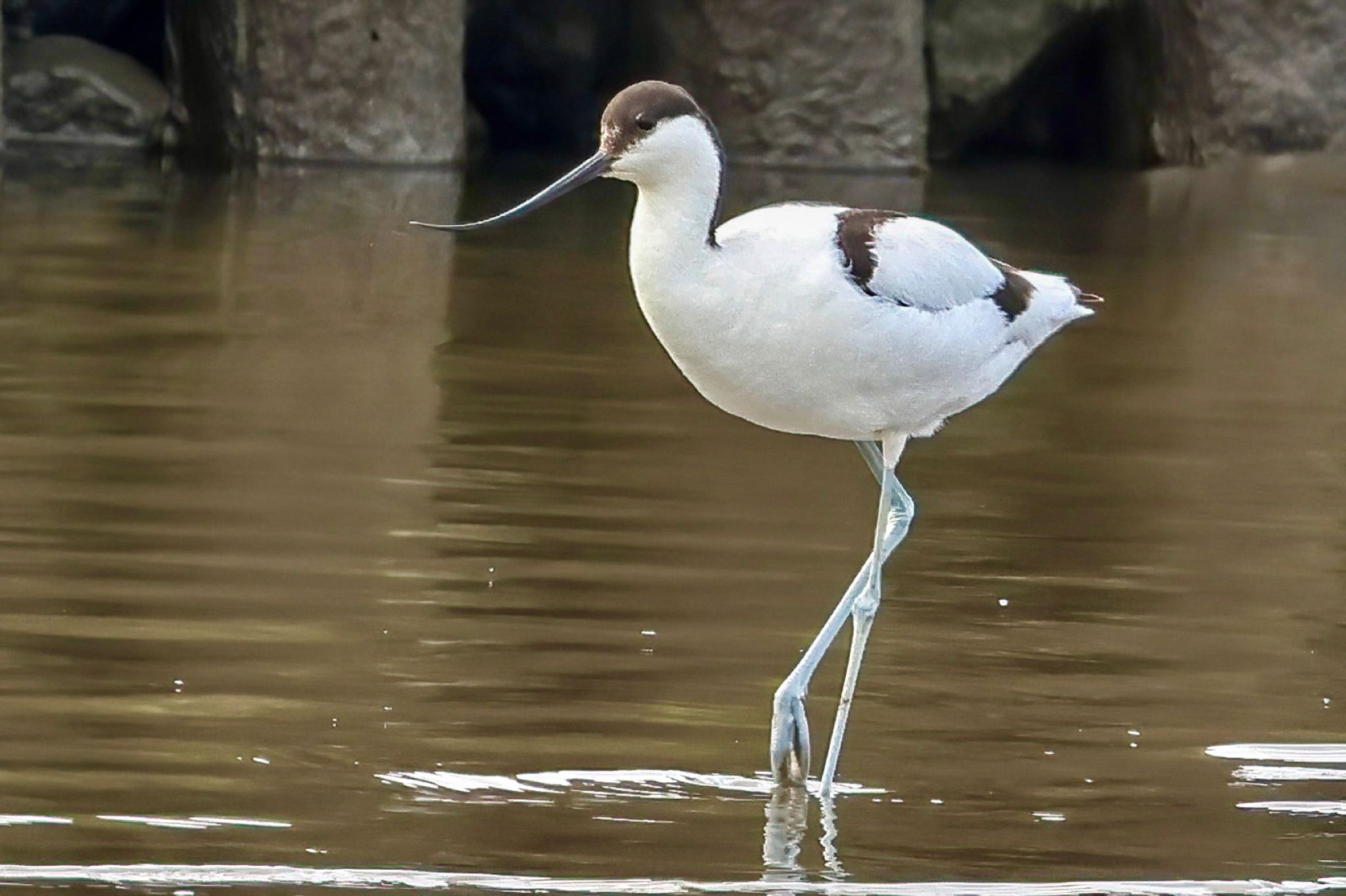 Photo of Pied Avocet at 東京都 by amachan