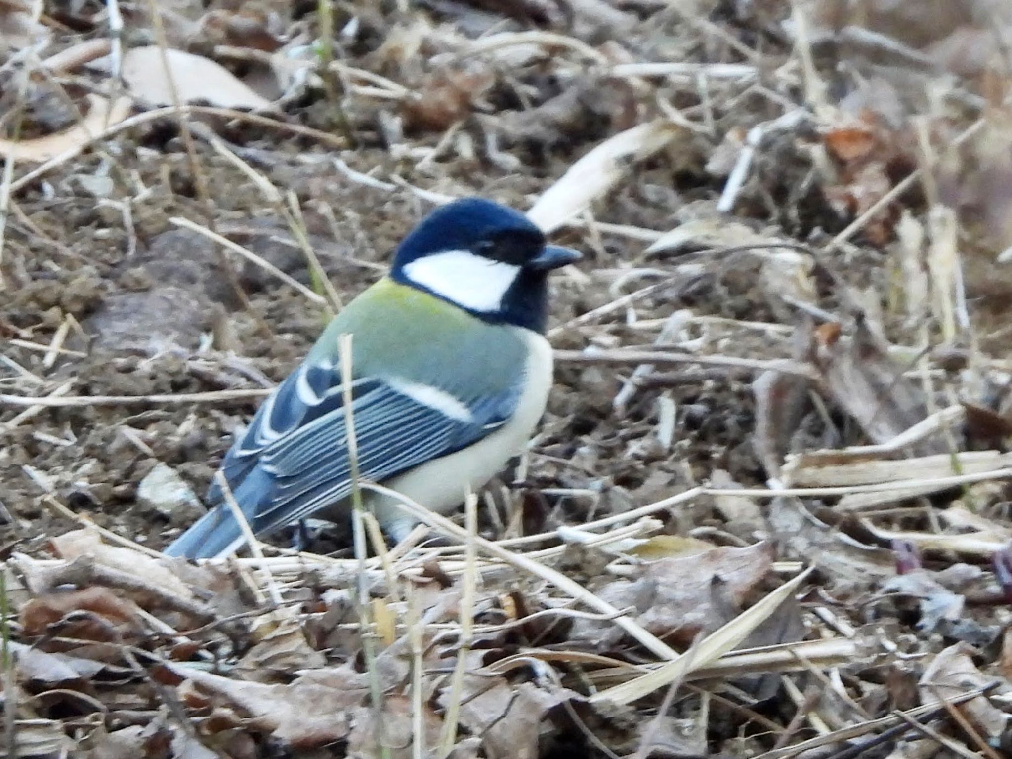 シジュウカラ