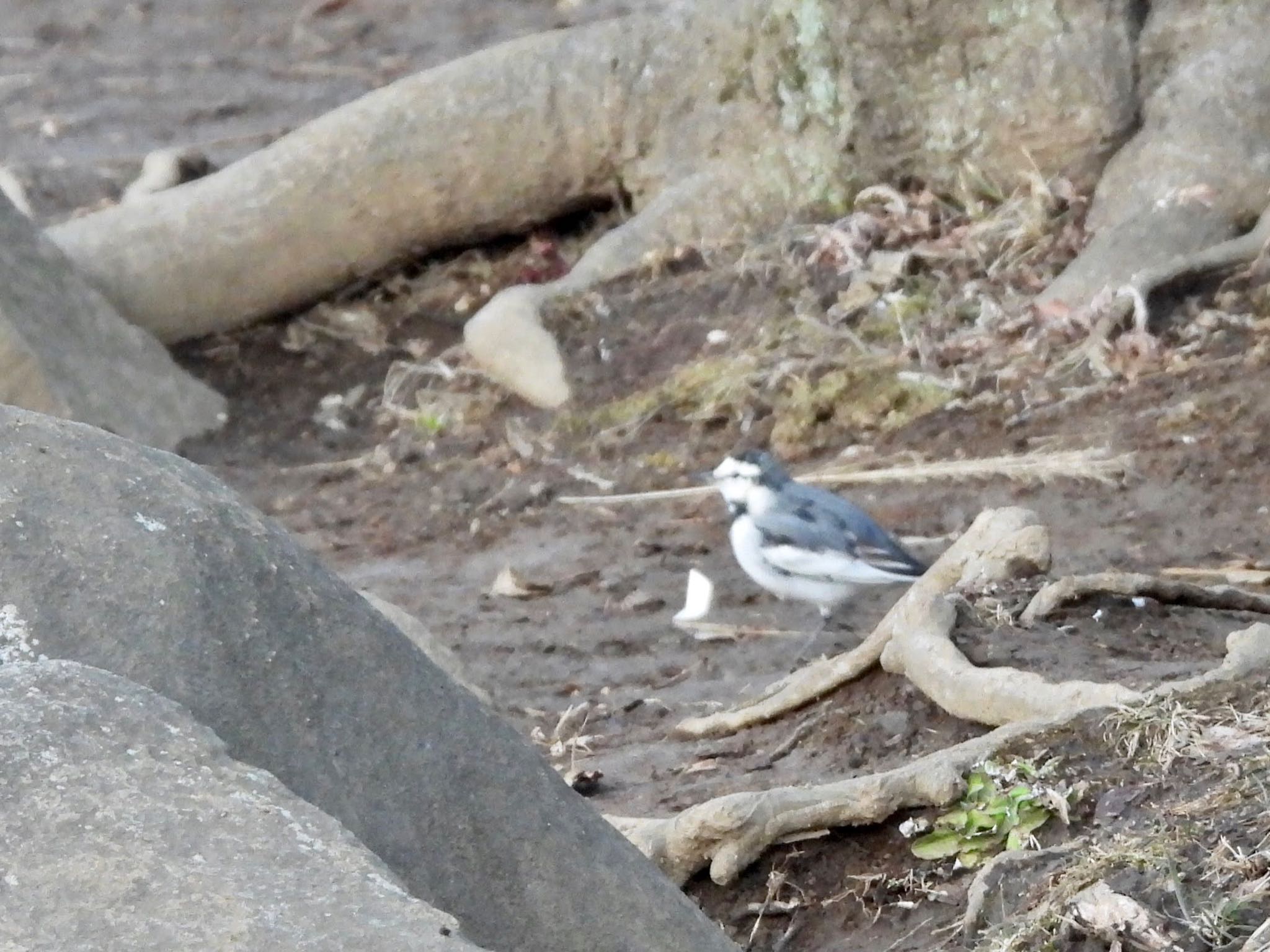 こども自然公園 (大池公園/横浜市) ハクセキレイの写真 by くー