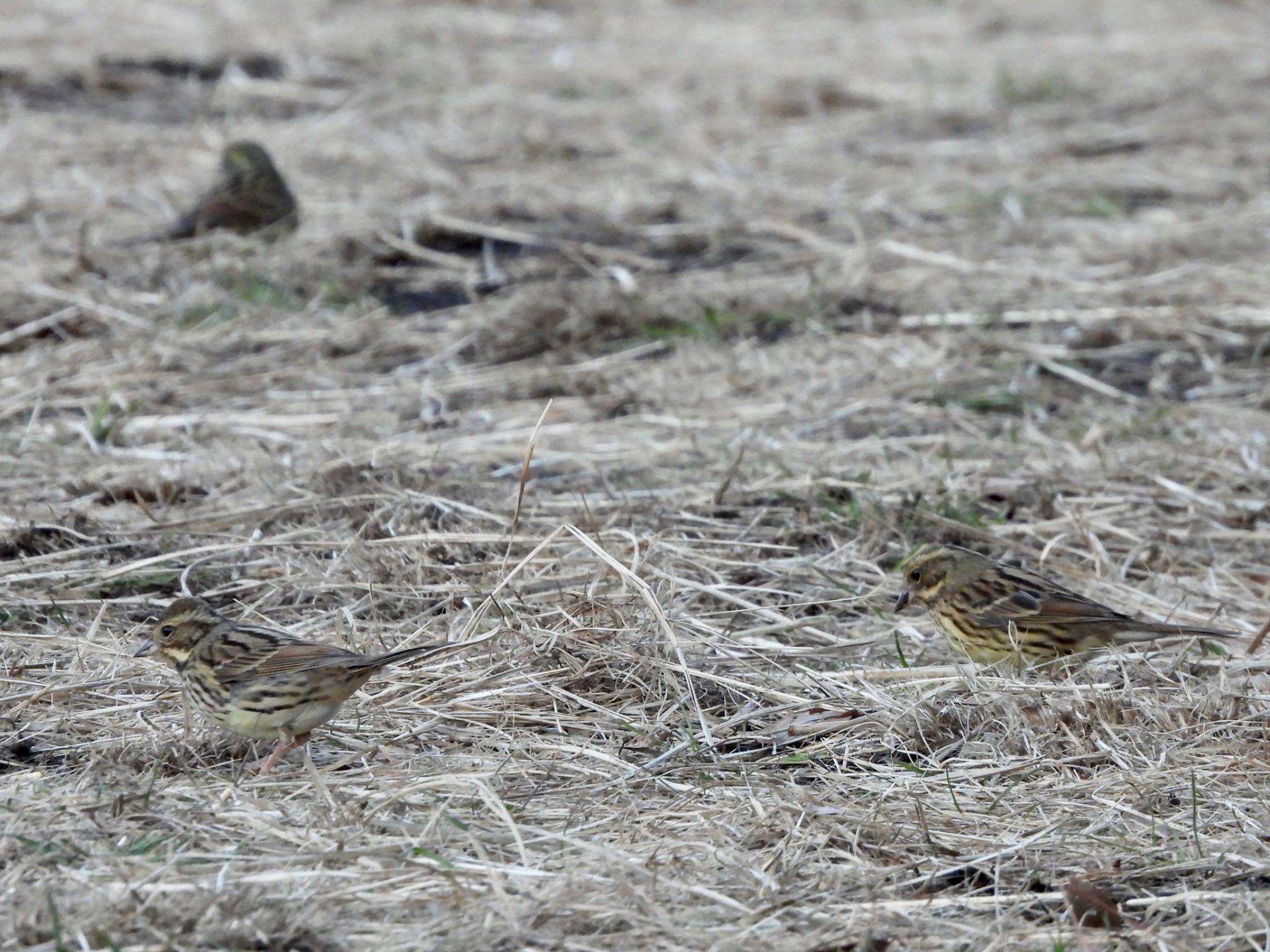 Photo of Masked Bunting at Kodomo Shizen Park by くー