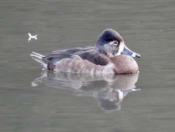 2022年2月11日(金) こども自然公園 (大池公園/横浜市)の野鳥観察記録