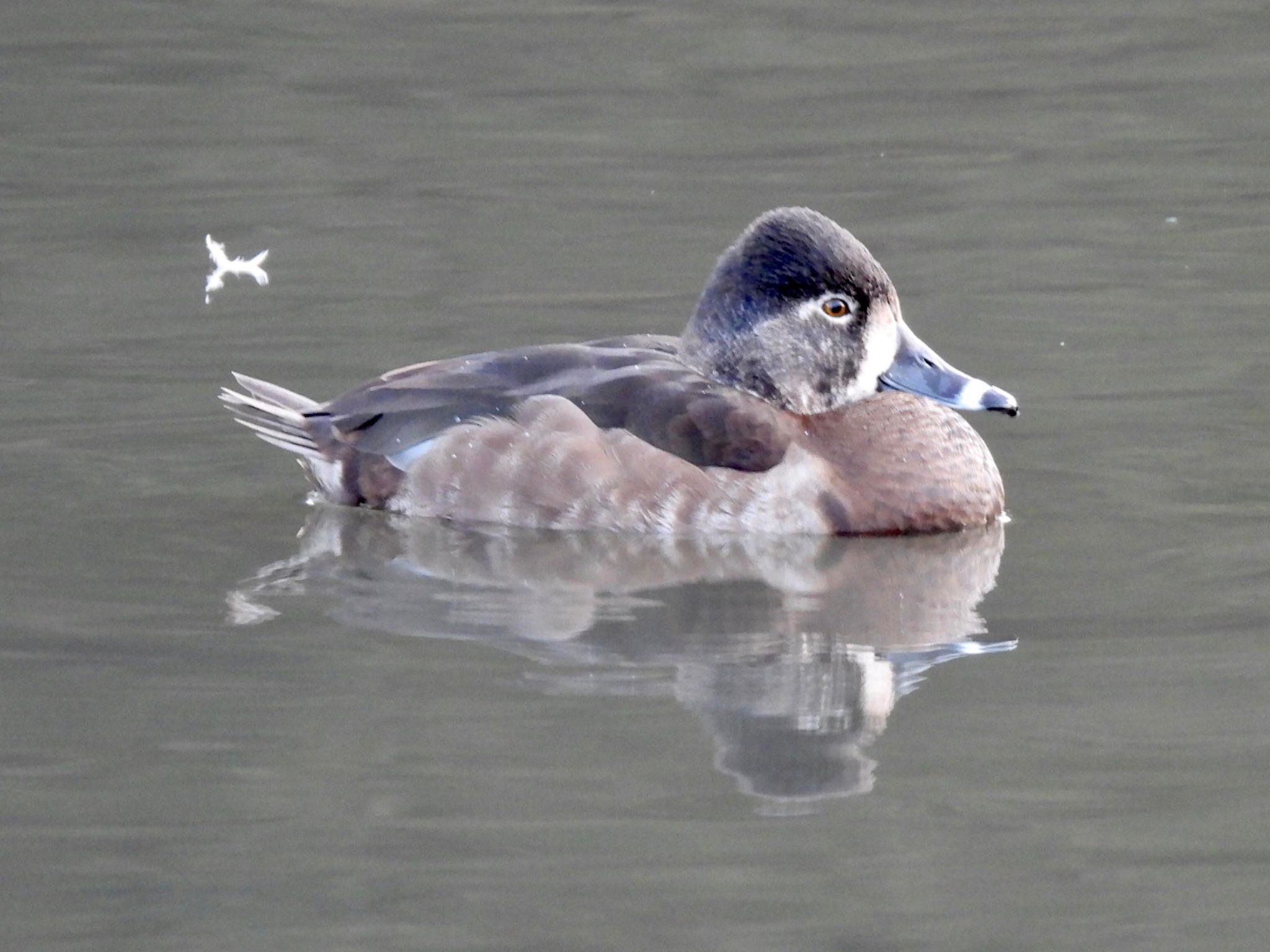 こども自然公園 (大池公園/横浜市) クビワキンクロの写真 by くー