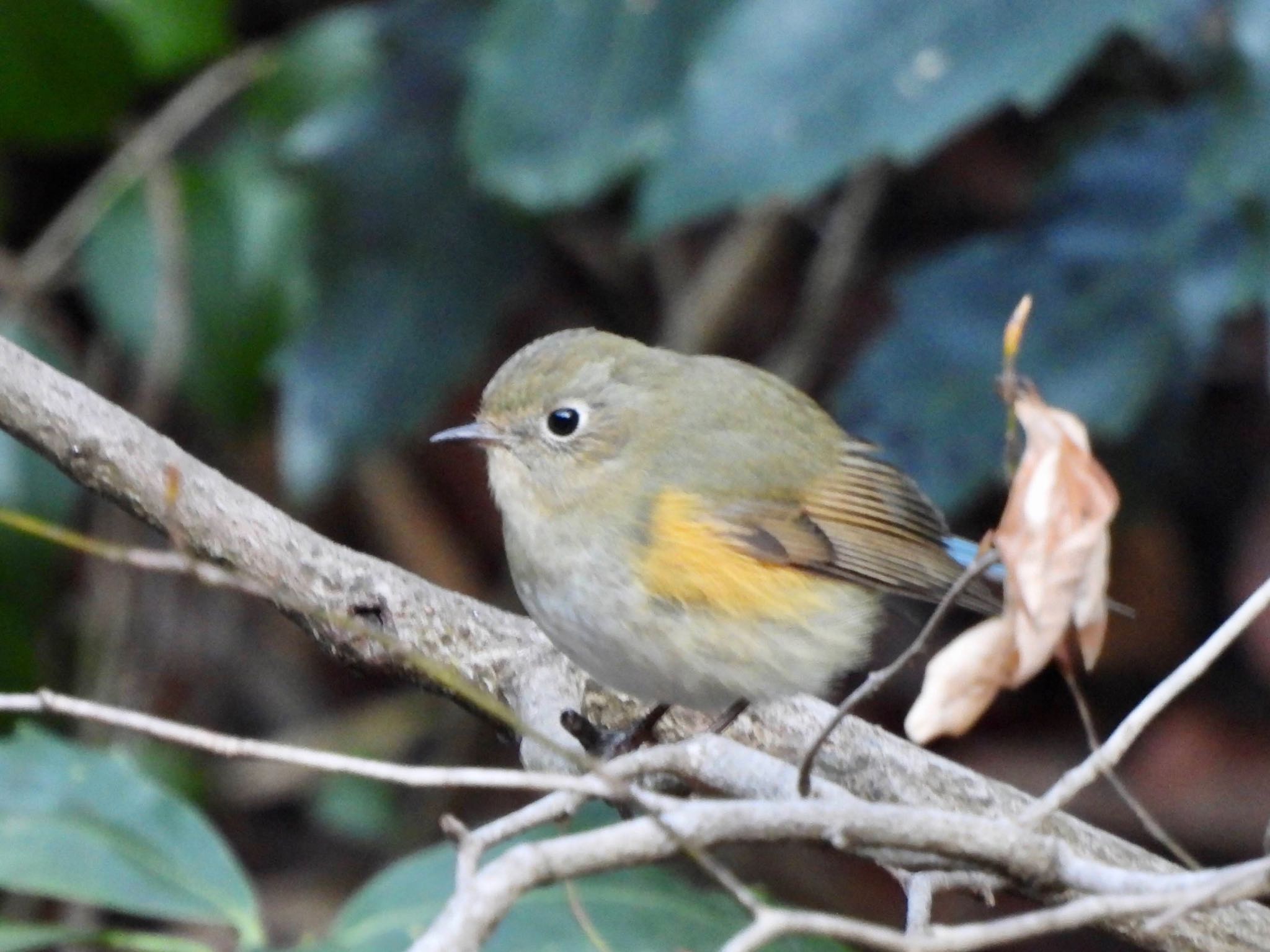 Photo of Red-flanked Bluetail at Kodomo Shizen Park by くー