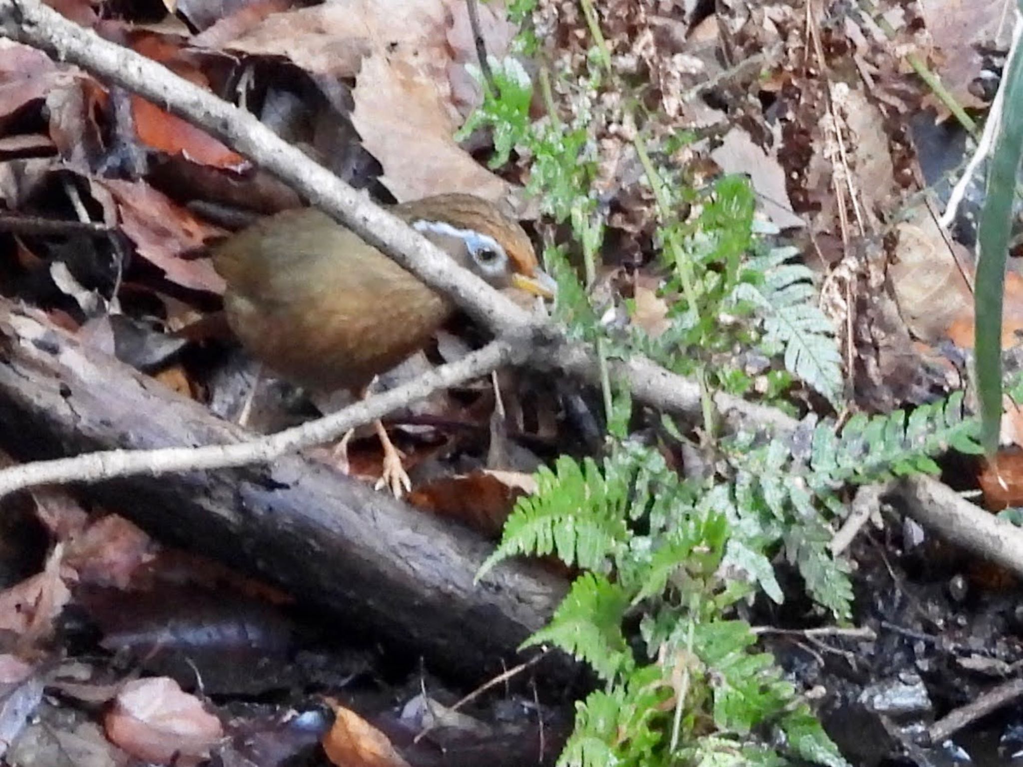 こども自然公園 (大池公園/横浜市) ガビチョウの写真 by くー