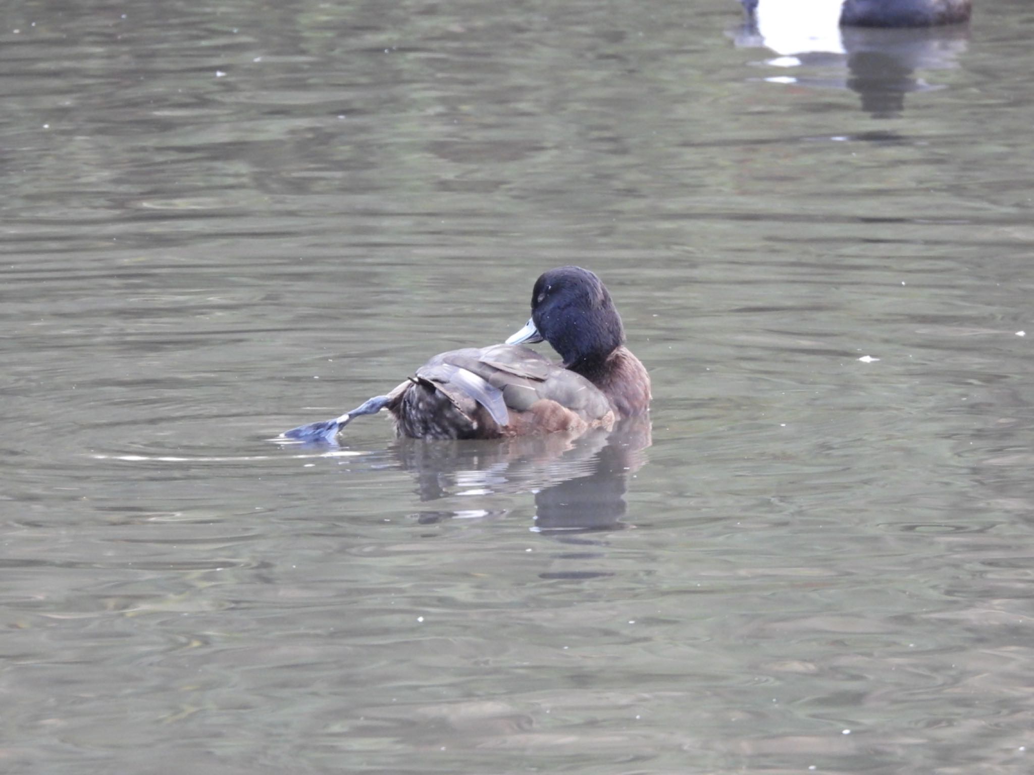 こども自然公園 (大池公園/横浜市) キンクロハジロの写真 by くー