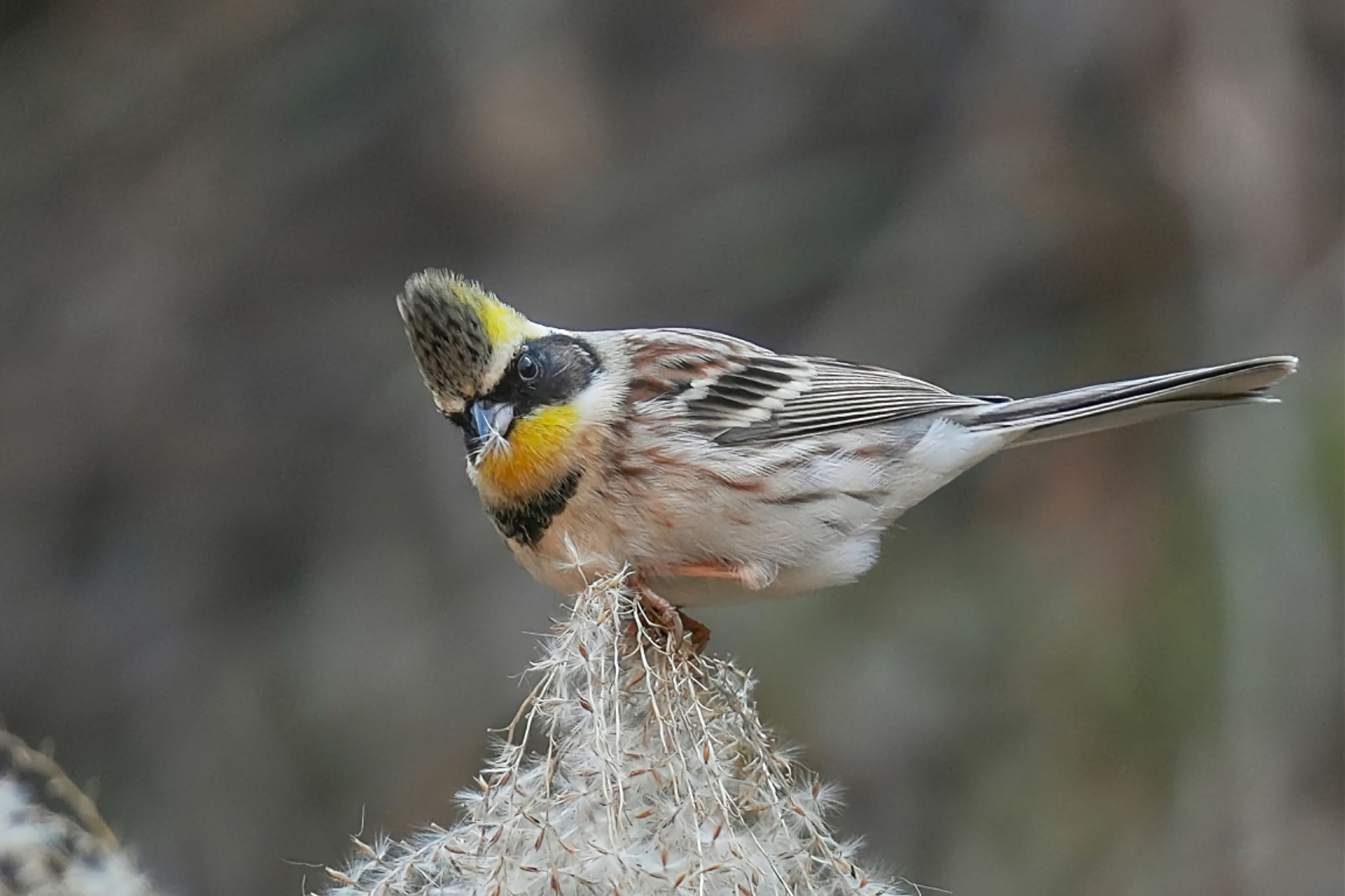 Photo of Yellow-throated Bunting at 多摩森林科学園 by アポちん