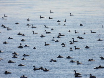 カンムリカイツブリ 葛西臨海公園 2023年2月5日(日)