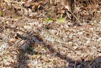 トラツグミ 各務野自然遺産の森 2023年2月8日(水)