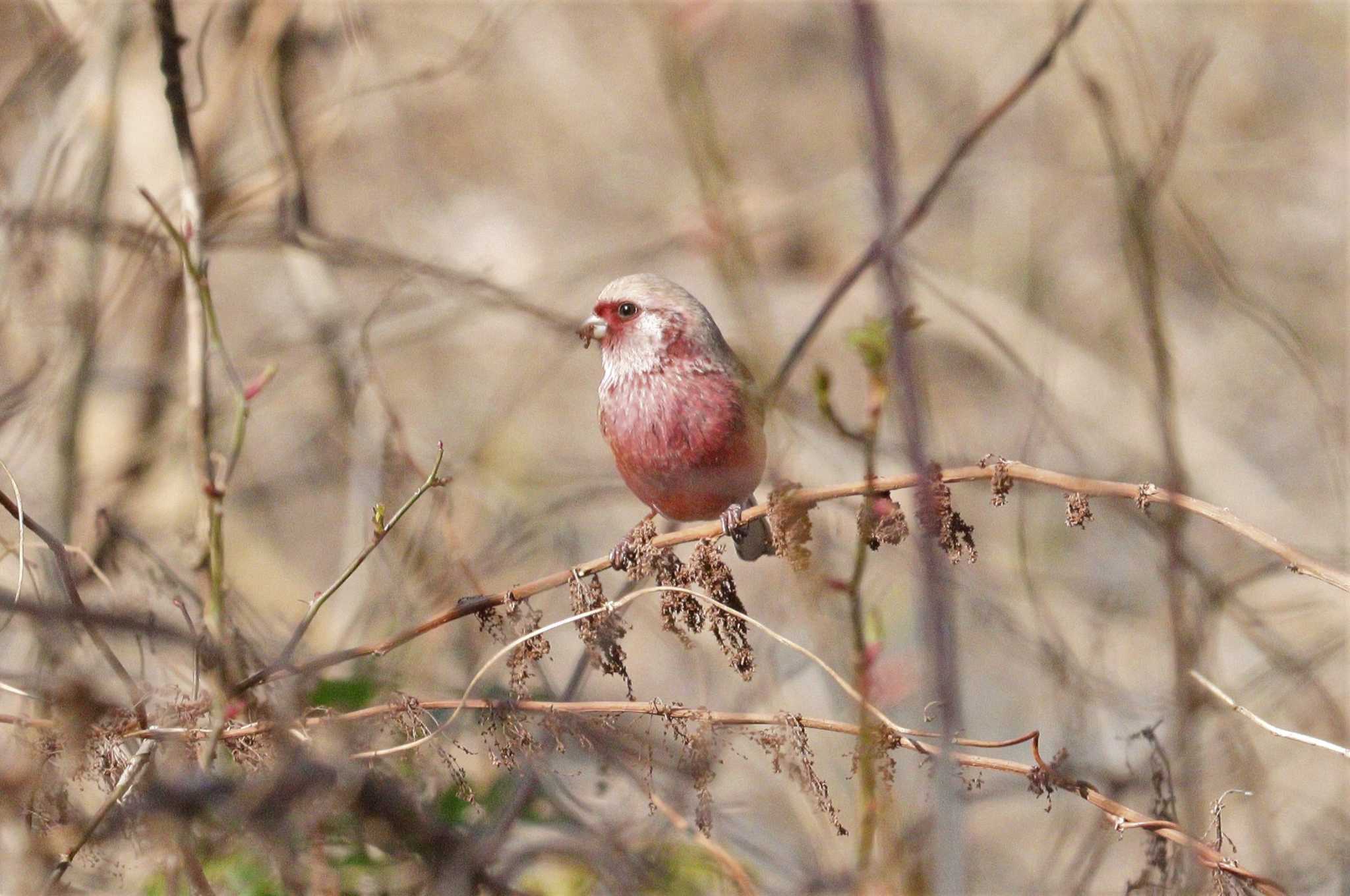 Siberian Long-tailed Rosefinch