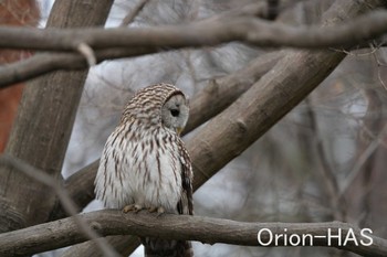 Ural Owl Unknown Spots Tue, 2/7/2023