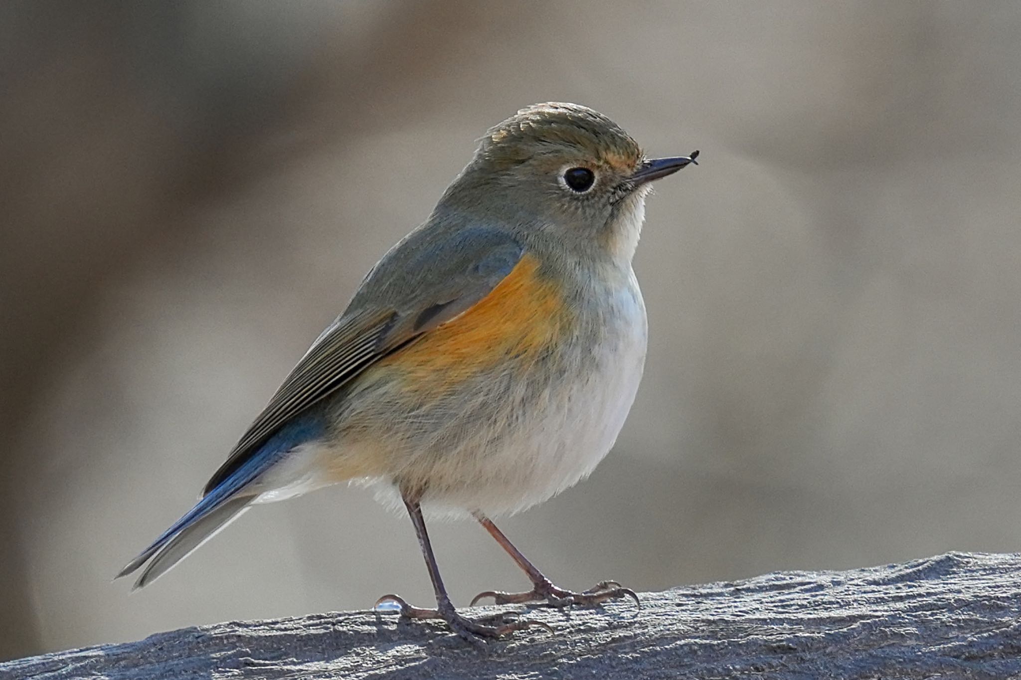 Photo of Red-flanked Bluetail at Komiya Park by アポちん