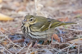 Olive-backed Pipit Hikarigaoka Park Sun, 2/5/2023