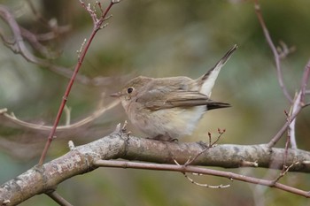 Red-breasted Flycatcher 埼玉県 Wed, 2/8/2023