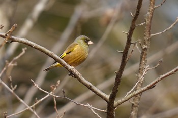 Grey-capped Greenfinch 埼玉県 Wed, 2/8/2023