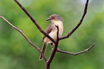 アジアマミハウチワドリ Sri Lanka 2023年1月24日(火)