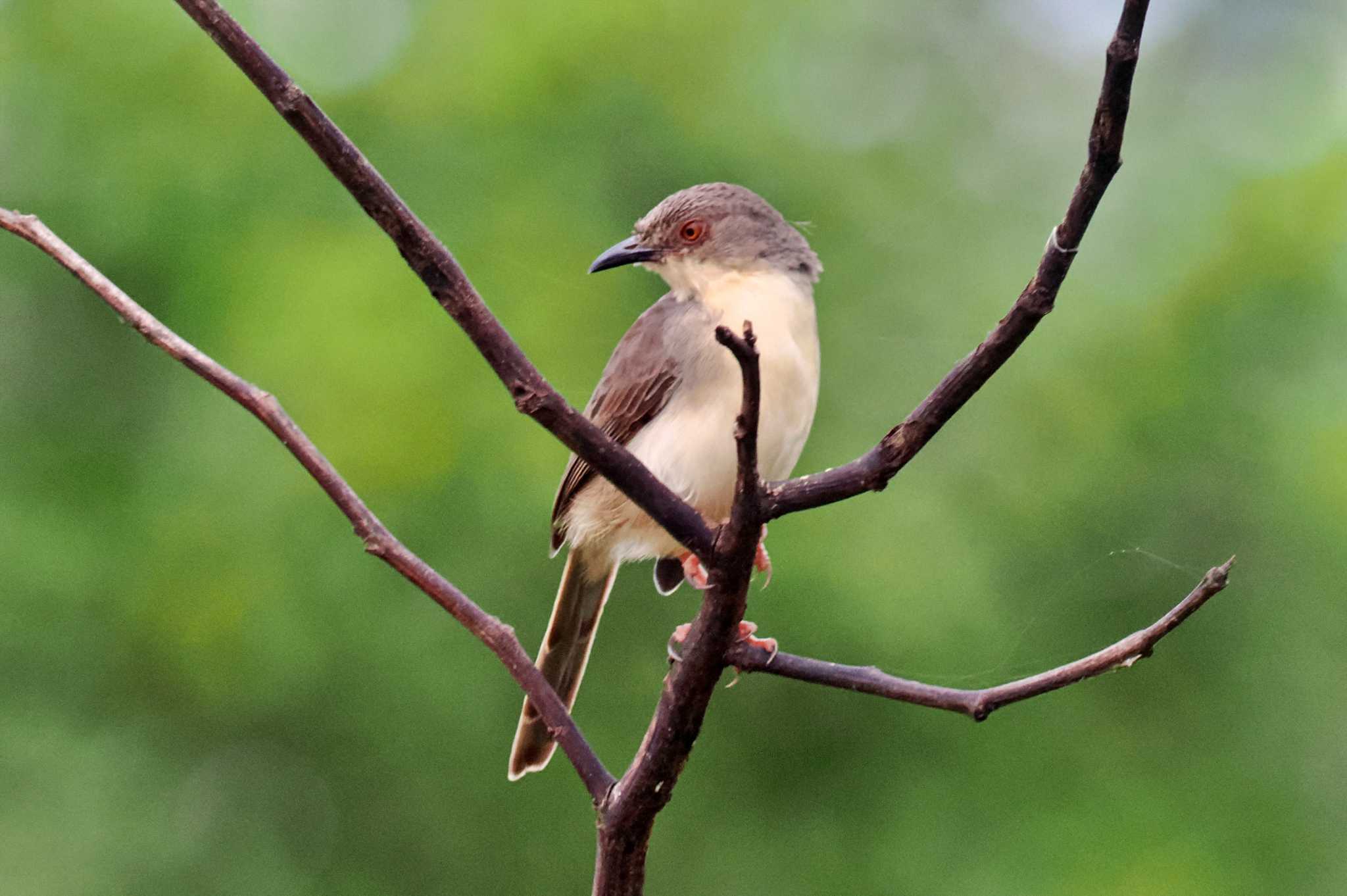 Photo of Plain Prinia at Sri Lanka by 藤原奏冥