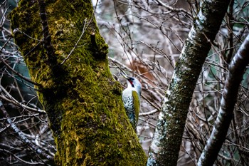 アオゲラ 薬師池公園 2023年2月7日(火)