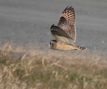 Short-eared Owl 埼玉県 Mon, 2/6/2023