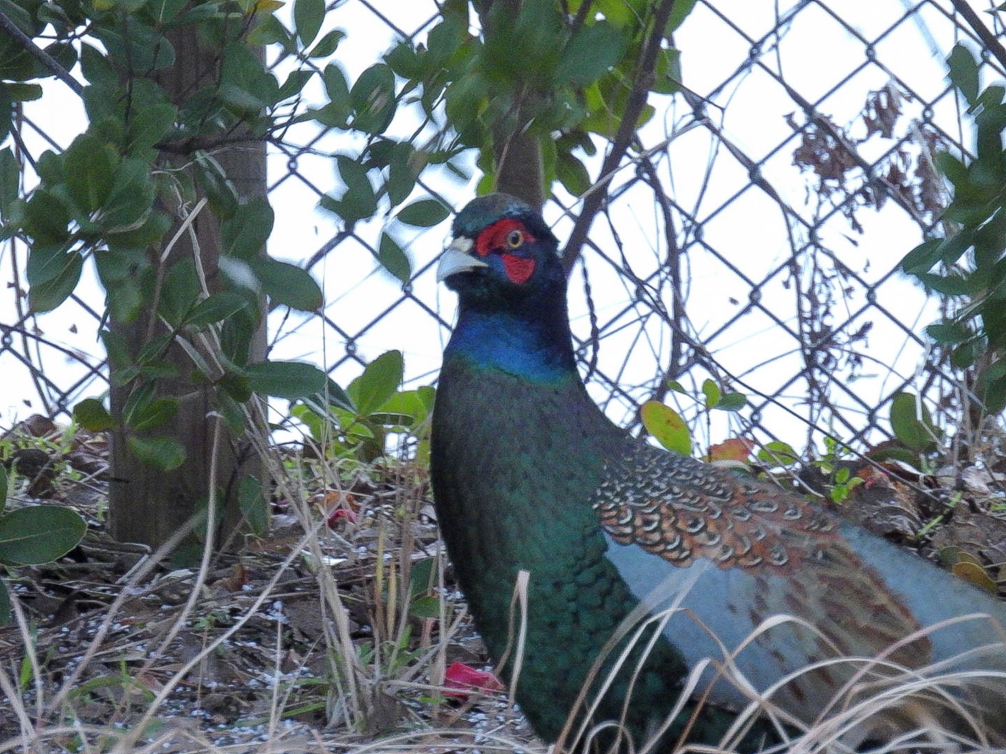 Photo of Green Pheasant at 新潟市西区 by ぽちゃっこ