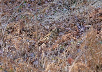 トラツグミ 各務野自然遺産の森 2023年2月8日(水)