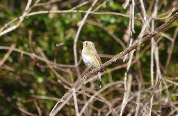 ルリビタキ 各務野自然遺産の森 2023年2月8日(水)