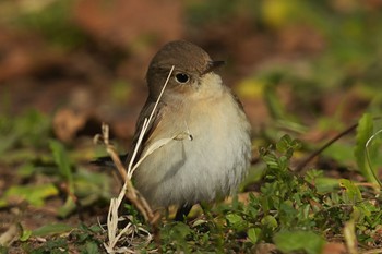 Red-breasted Flycatcher まつぶし緑の丘公園 Sat, 2/4/2023