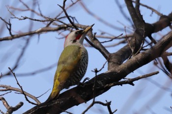 Japanese Green Woodpecker Saitama Prefecture Forest Park Wed, 2/8/2023