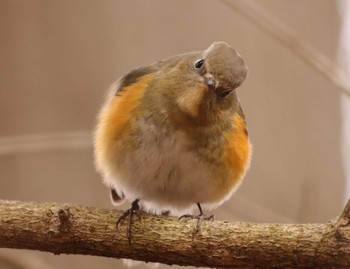 Red-flanked Bluetail Saitama Prefecture Forest Park Wed, 2/8/2023