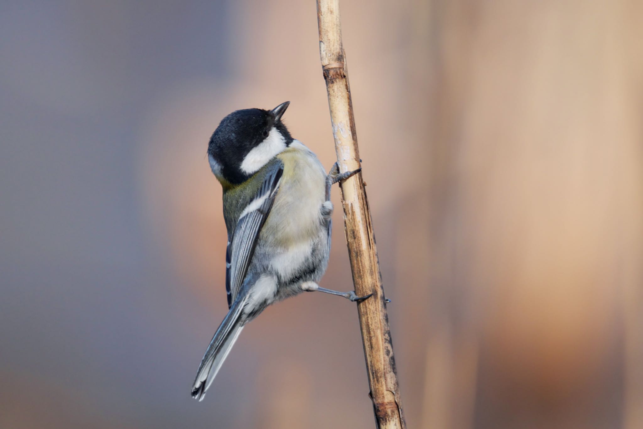 Photo of Japanese Tit at Kitamoto Nature Observation Park by アポちん