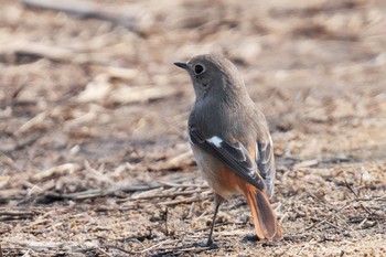 Daurian Redstart Kitamoto Nature Observation Park Sat, 2/4/2023