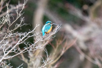 カワセミ 京都府立植物園 2023年2月9日(木)