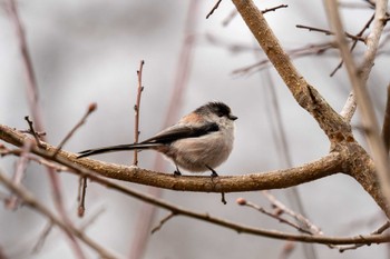 2023年2月9日(木) 京都府立植物園の野鳥観察記録