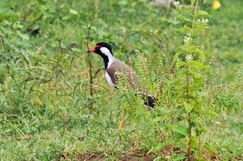 Red-wattled Lapwing Sri Lanka Tue, 1/24/2023