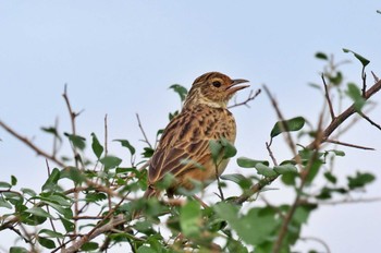 Singing Bush Lark