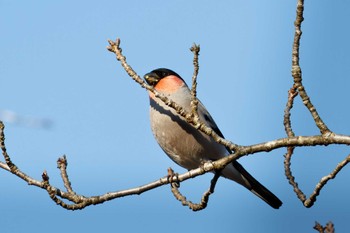 Eurasian Bullfinch 福岡県 Sun, 2/24/2013