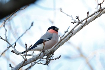 Eurasian Bullfinch 福岡県 Sun, 2/24/2013