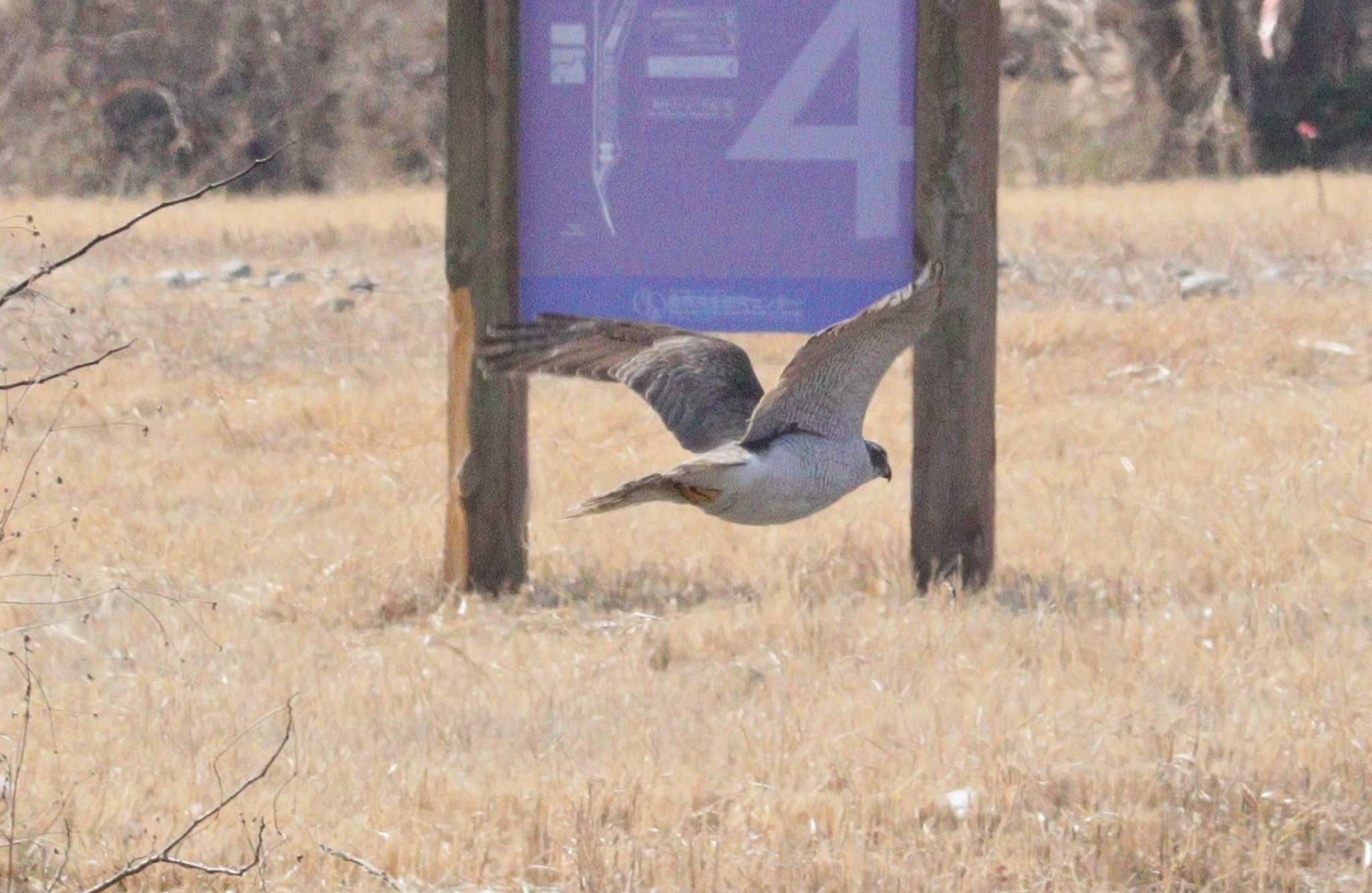 Eurasian Goshawk