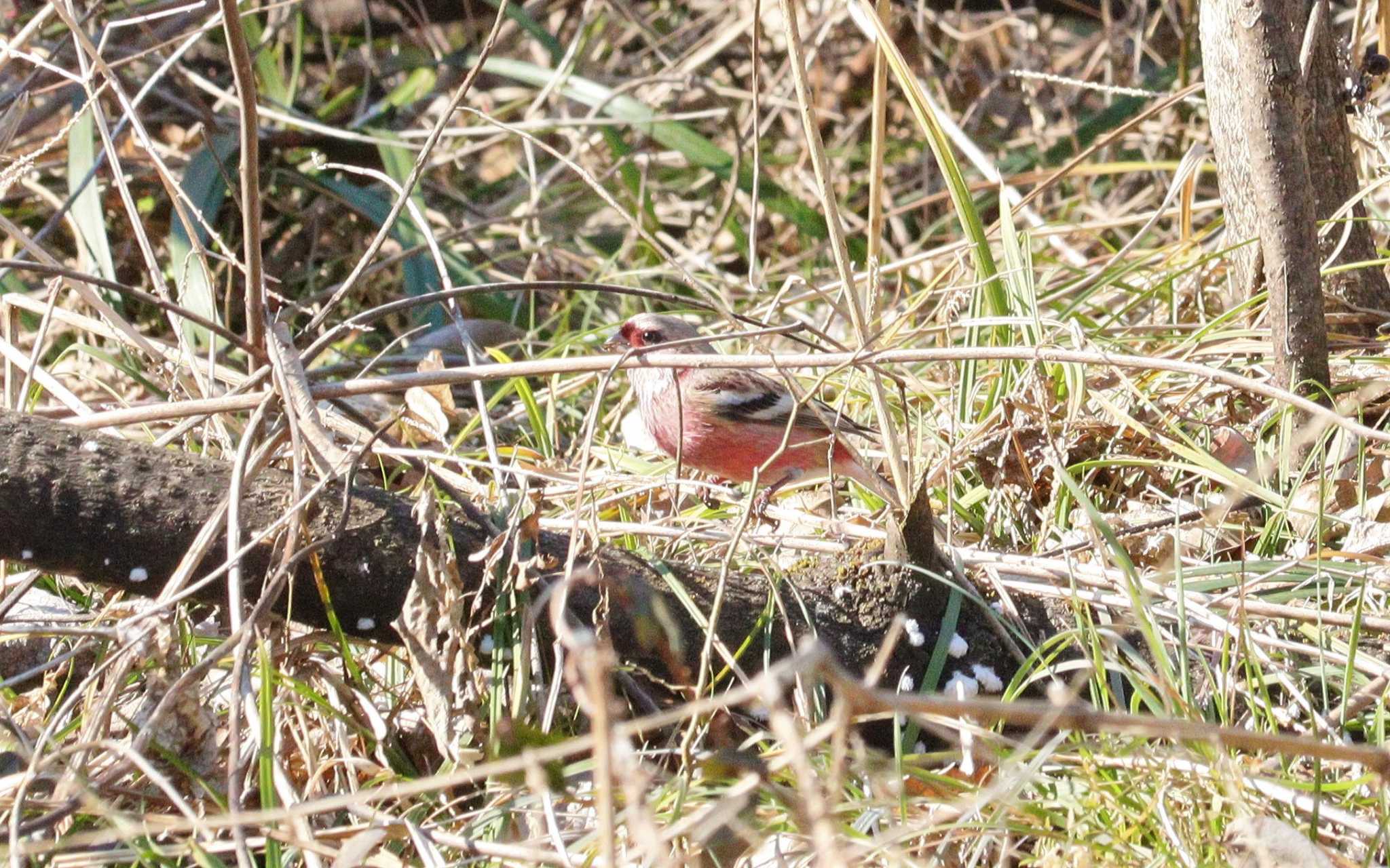 Siberian Long-tailed Rosefinch