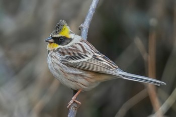 Yellow-throated Bunting 多摩森林科学園 Sun, 1/29/2023