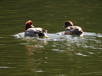 2023年2月9日(木) 井の頭公園の野鳥観察記録