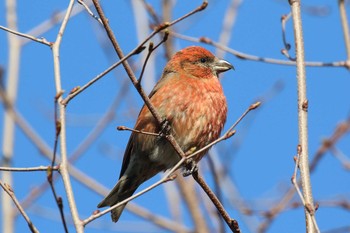 Red Crossbill 北海道 函館市 東山 Tue, 4/17/2018