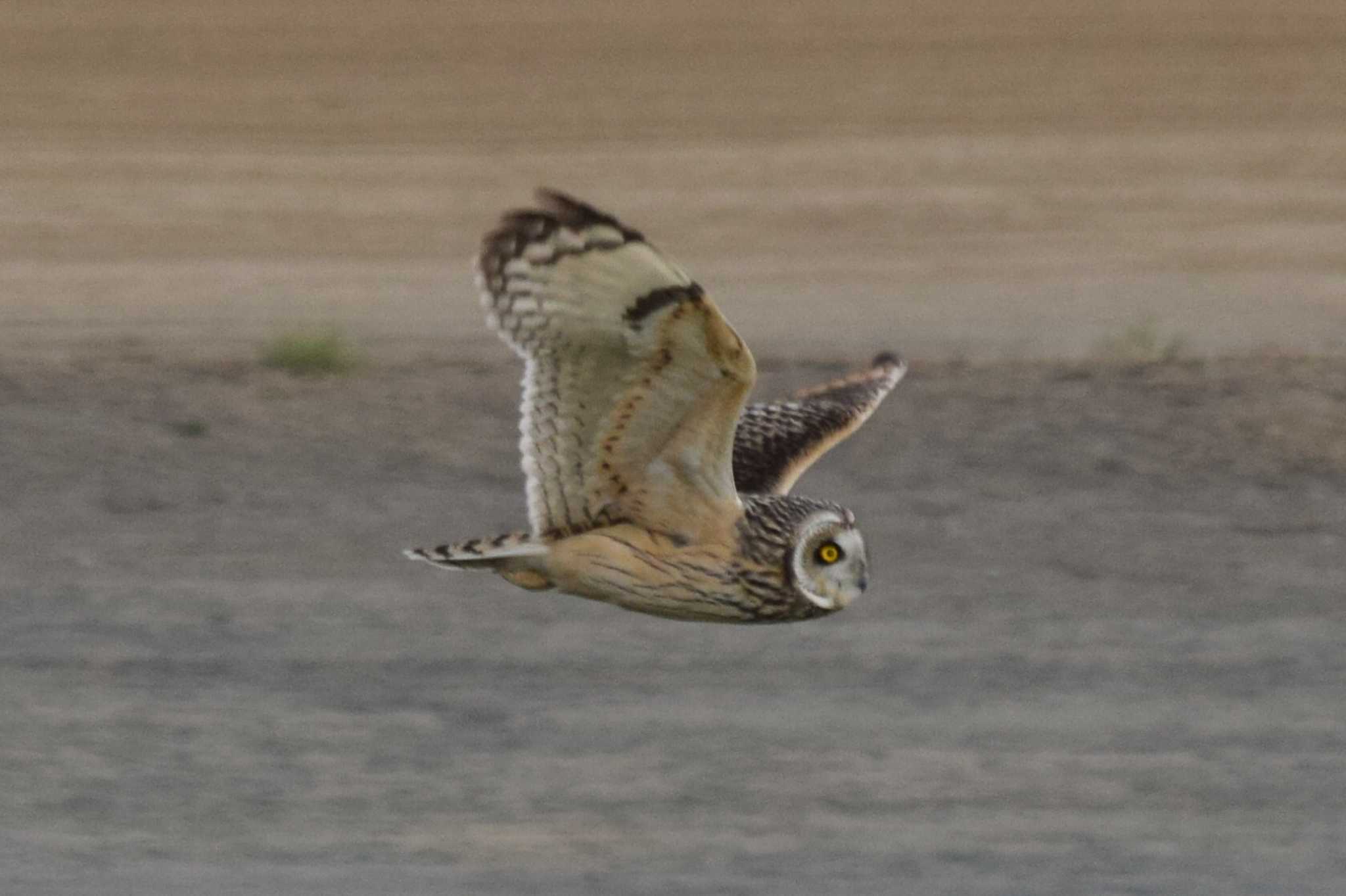 200mmでも頑張ればコミミズクの飛翔を撮れます(トリミング必須) by NM🐥📷